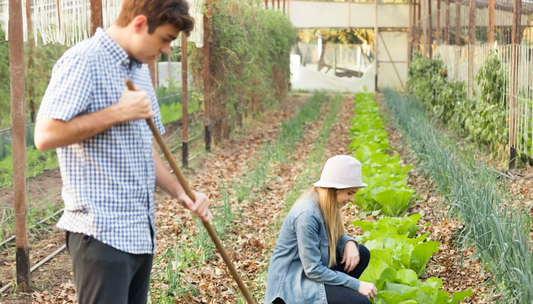 Organic Products - Green Herbs