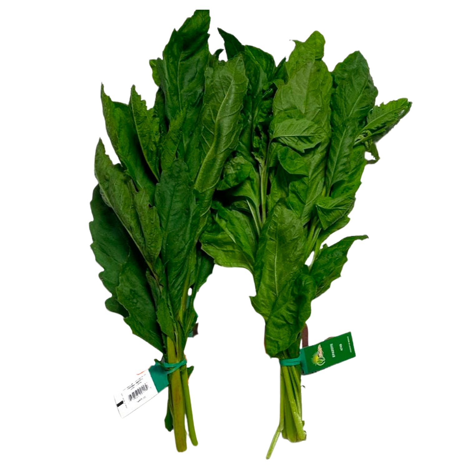 Epazote